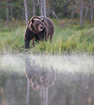 BB 10 0097 / Ursus arctos / Brunbjørn